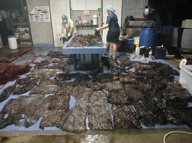 8 кг пластика, в том числе 80 пакетов, убили кита