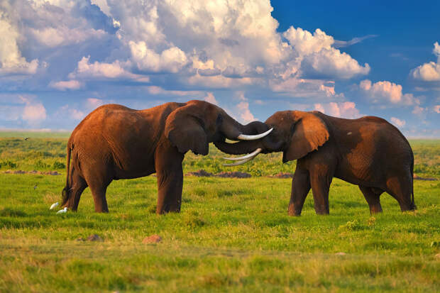 NEE: слоны придумывают уникальные наборы звуков для обращения к сородичам