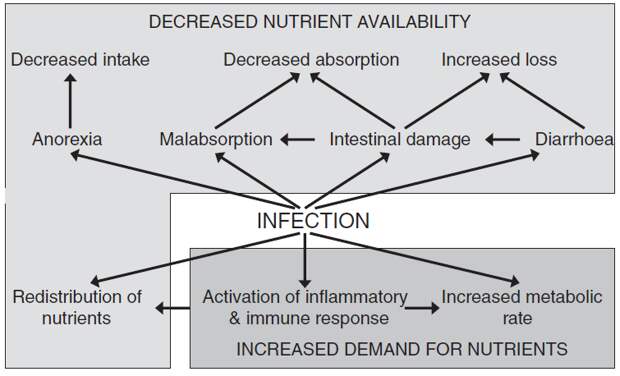 opposing effects infection Eating when youre sick: Should you feed a cold? Or starve a fever?