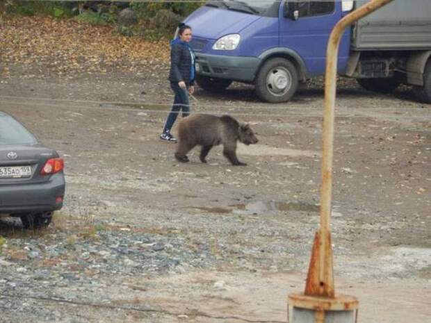 Только в России Россия фото, медведь, фотоподборка