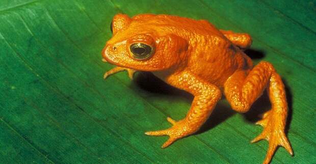 10. Оранжевая жаба вымерли, животные, история, человек