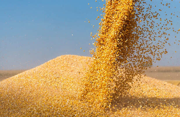 Непогода в России может спровоцировать повышение мировых цен на пшеницу – Bloomberg