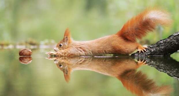 Wildlife photos austrian photographer julian rad fb1 700 png