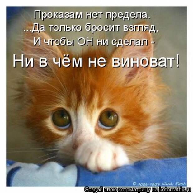 Новая котоматрица на Бугаге (33 фото)