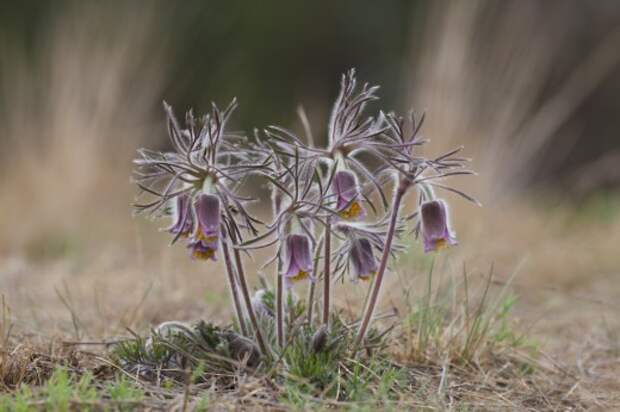 Прострел желтеющий (Pulsatilla flavescens)