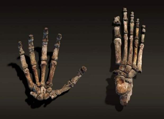 Кисть и стопа нового вида человека, Homo naledi.