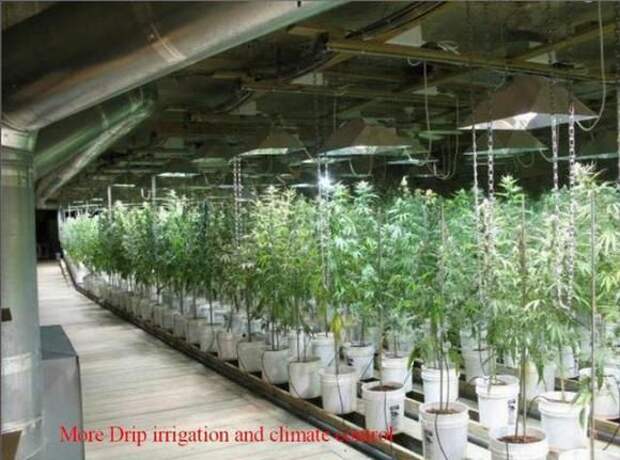 Дом с золотым запасом (13 фото)