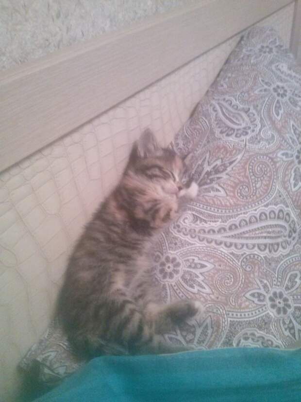 3. 1 неделя) малышка окрепла немного Спасение котенка, животные, история, коты, факты