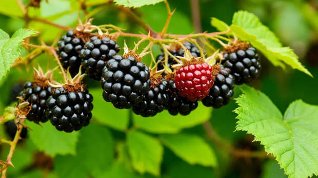 Ежемалина-10 кг с куста и ни одного «захватчика» на грядке