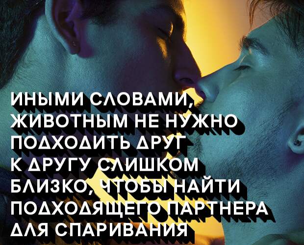 3 почему люди целуются