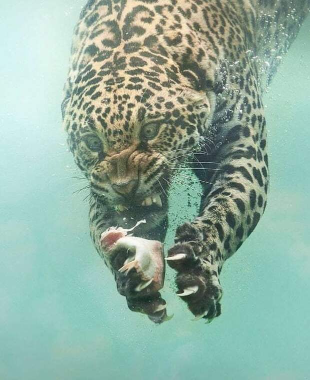 Этот большой кот нырнул за добычей под воду, ещё не зная, что это сделает его знаменитым животные, котик, леопард, фотошоп, юмор