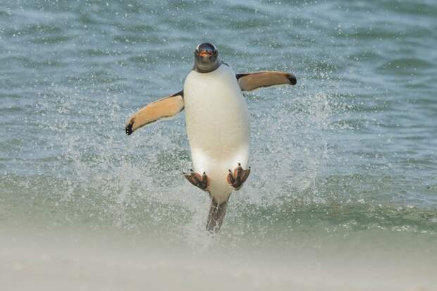 От белки до пингвина: 18 забавных фото, на которых запечатлены животные в прыжке