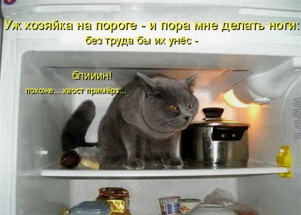 Прикольные коты  (65 фото)