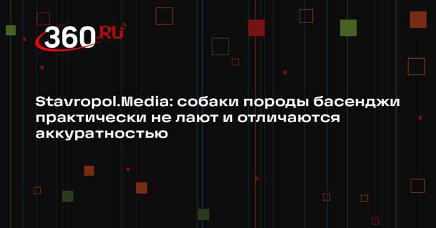 Stavropol.Media: собаки породы басенджи практически не лают и отличаются аккуратностью