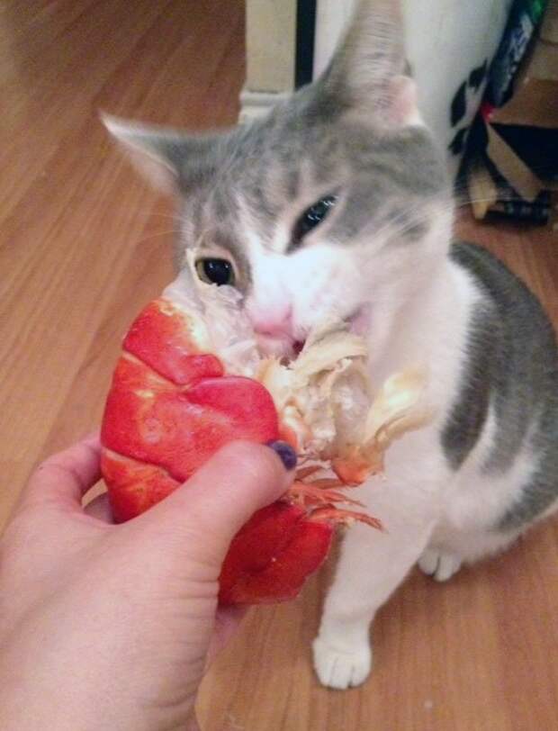 разбалованные кошки