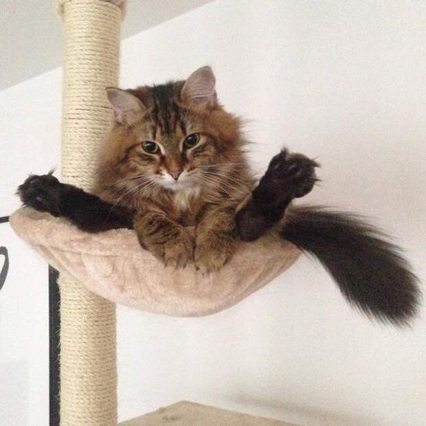 кошка в шпагате