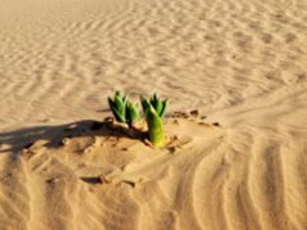 Green plant in the sandy desert. Taken in desert Negev, Israel. Фото Alexander Gulevich - Depositphotos