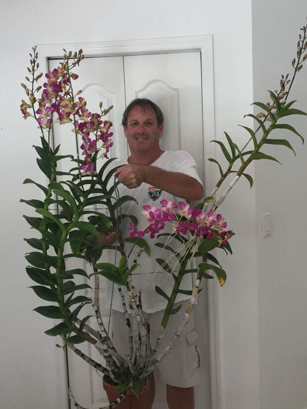 20+ фанатов растений, которым своенравные орхидеи заменили домашних питомцев