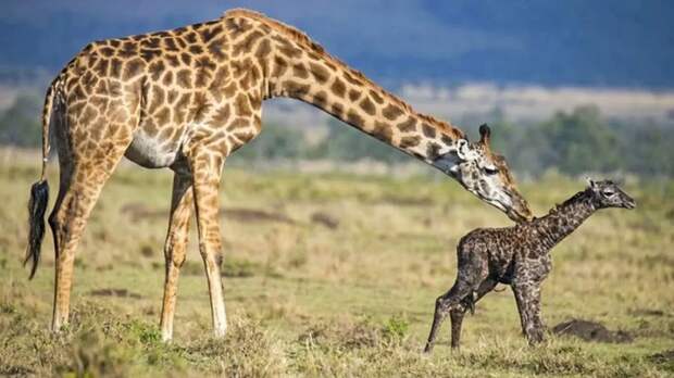 Теперь мы знаем, что все жирафы немного отшибленные. 