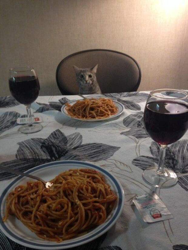 кошка худший сосед по комнате, худшие кошки в мире, кошки шкодничают
