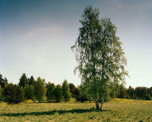 Фотопроект «Камуфляж» – найдите снайпера на фотографиях