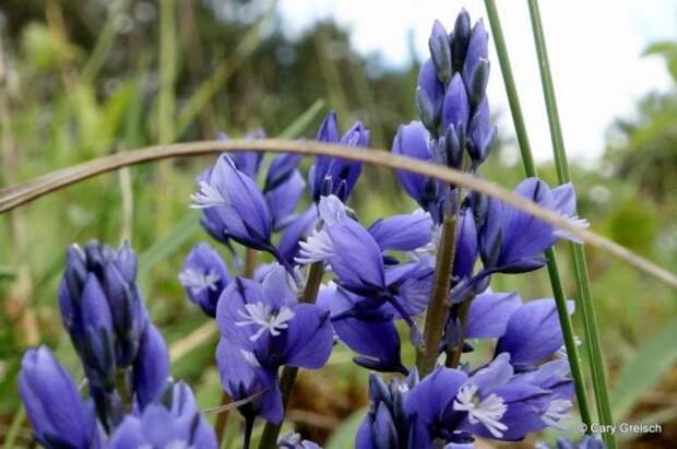 Истод горький (Polygala amara) Истод горький (Polygala amara)