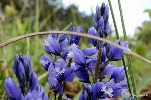 Истод горький (Polygala amara)