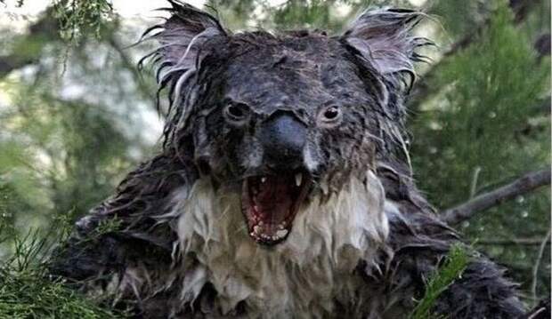 Вот так выглядят мокрые коалы вирусное фото, фейк