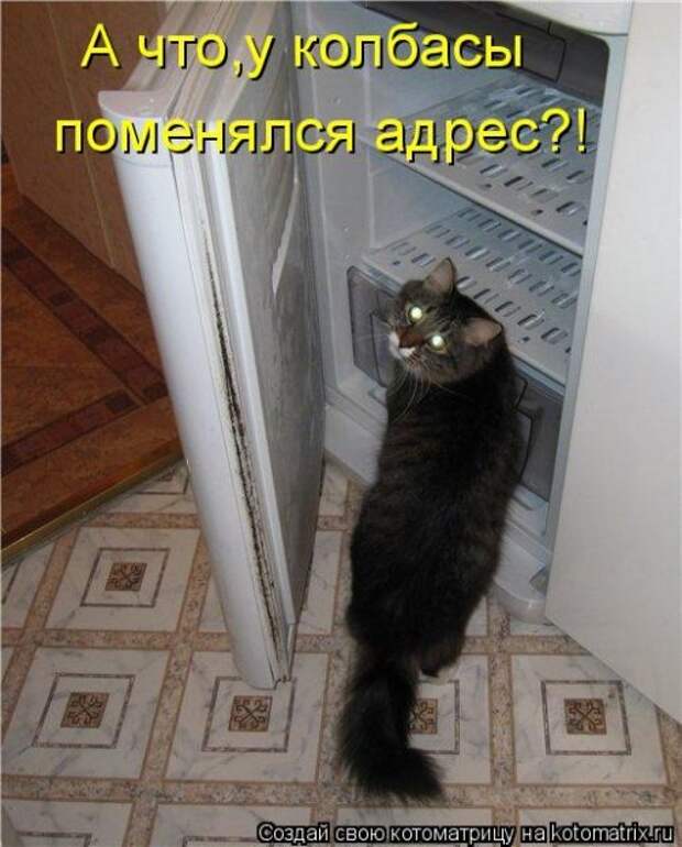 Прикольные котоматрицы. Весёлые коты