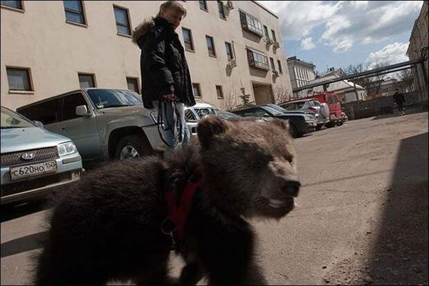 Все в порядке, вы в России! звери, общество, россия