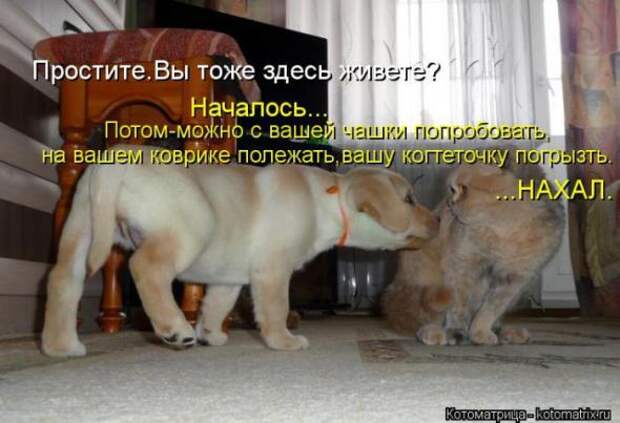 Котоматрицы (картинки с надписями)