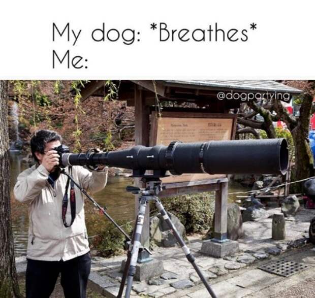 2673522 8 Dog memes youll want to show your dog even though he cant read (32 Photos)