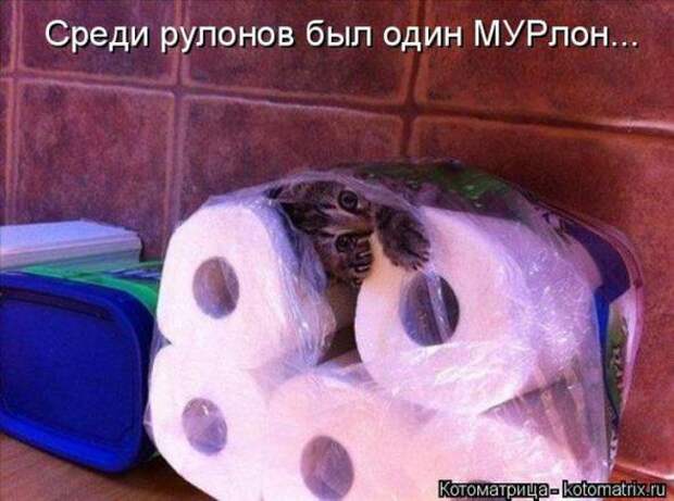 Котоматрицы (картинки с надписями)