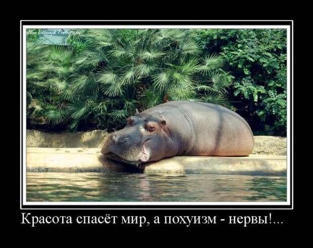 Демотиваторы (50 фото)