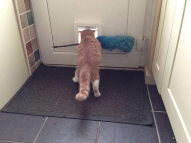 Котэ пойманы с поличным