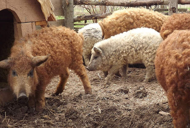 Mangalitsa Pig