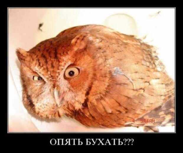 Демотиваторы и все самое прикольное на фото.