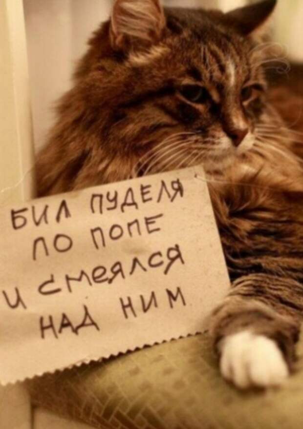 Пользователи рассказали, в чем провинились их коты