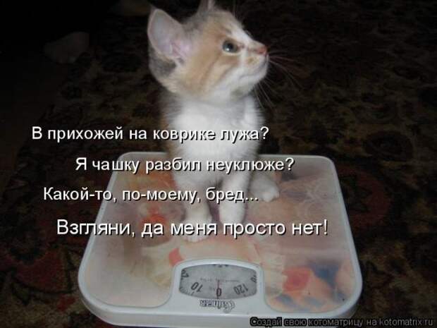 Лучшие котоматрицы недели (50 фото)