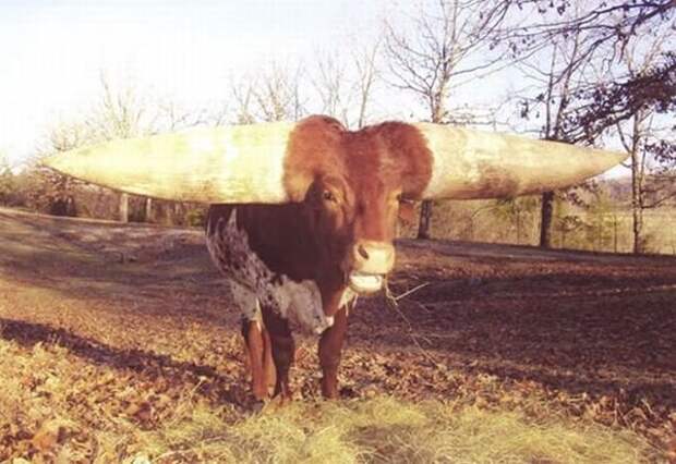 Watusi - бык с самыми большими рогами (8 фото) Watusi - бык с самыми большими рогами (8 фото)