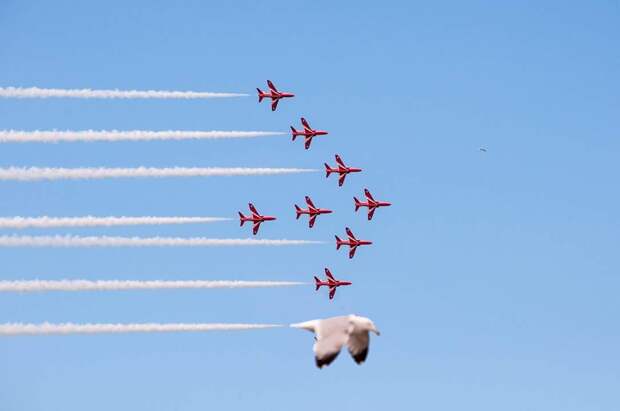 Красные стрелы — пилотажная группа Королевских ВВС Великобритании и....чайка кадр, мгновенье, фото