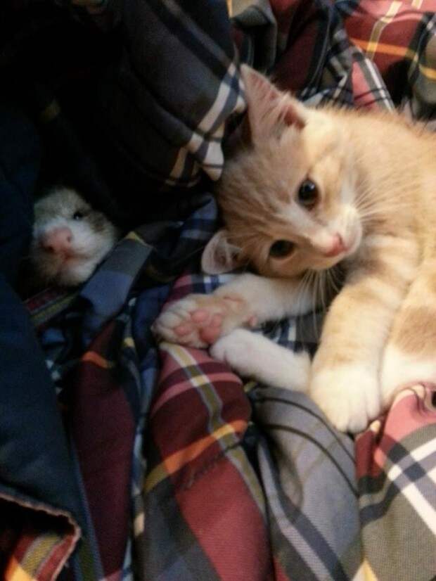дружба двух хорьков и котенка, рыжи котенок дружит с хорьками, котоено и хорьки