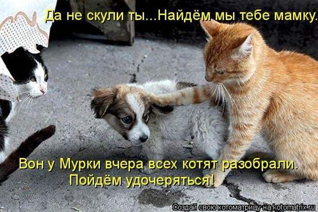Лучшие котоматрицы - прикольные картинки Лучшие котоматрицы - прикольные картинки