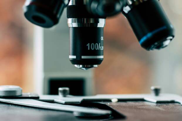 Петербургские ученые успешно отреставрировали чучела питомцев Петра I