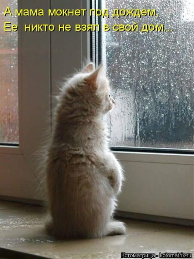 Лучшие котоматрицы недели