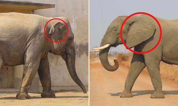 Уши слона - Африканский слон - Индийский слон - Интересные факты о слонах