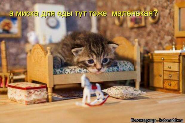 Котоматрицы (картинки с надписями)