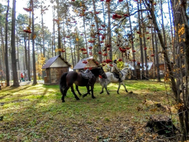 Лошади, верблюд и&nbsp;пони (фотографировала в&nbsp;разных местах)