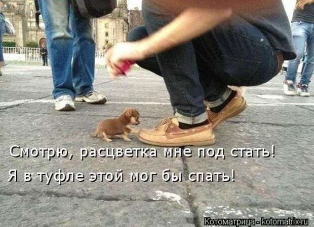 котоматрицы (50 фото)