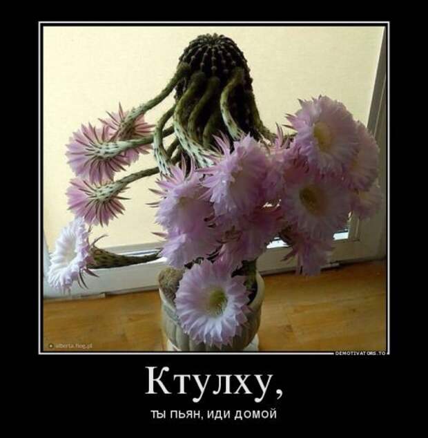 Кучка прикольных демотиваторов - маленькая подборка Кучка прикольных демотиваторов - маленькая подборка